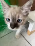 Luis