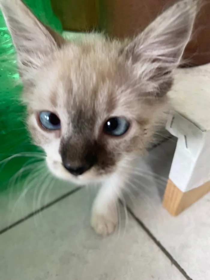 Gato ra a Srd idade 2 a 6 meses nome Luis