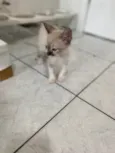 Luis