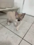 Luis