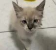 Luis
