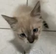 Luis