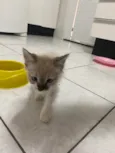 Luis