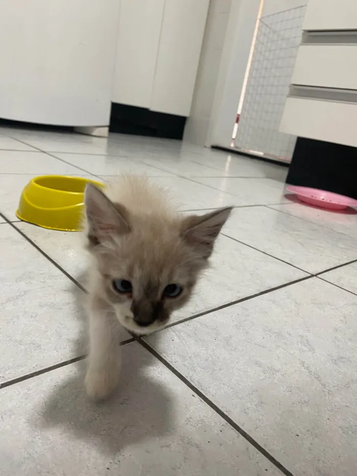 Gato ra a Srd idade 2 a 6 meses nome Luis
