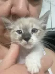 Luis