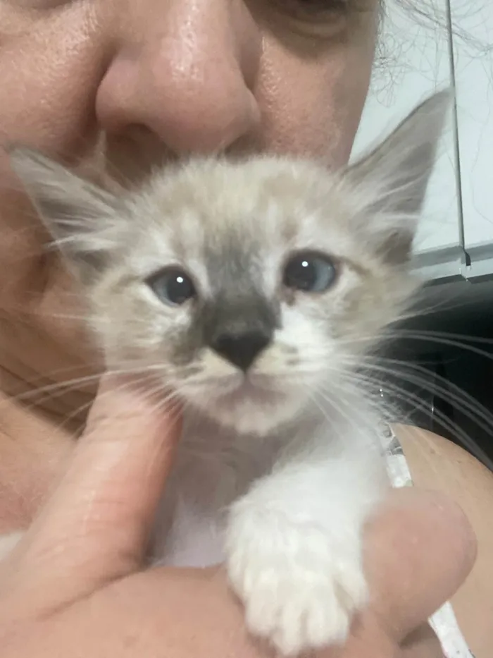 Gato ra a Srd idade 2 a 6 meses nome Luis