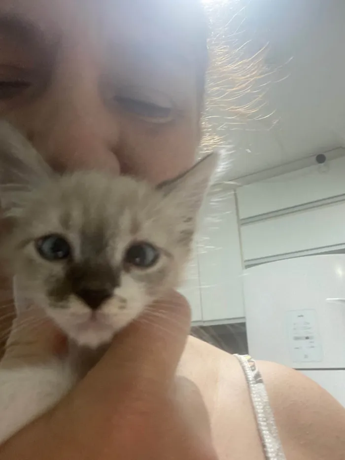 Gato ra a Srd idade 2 a 6 meses nome Luis