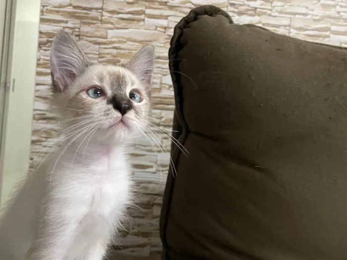 Gato ra a Srd idade 2 a 6 meses nome Luis