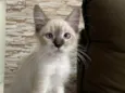 Luis