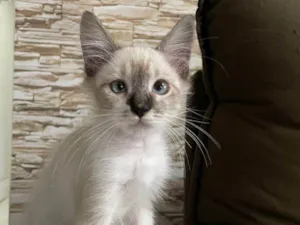 Gato raça Srd idade 2 a 6 meses nome Luis