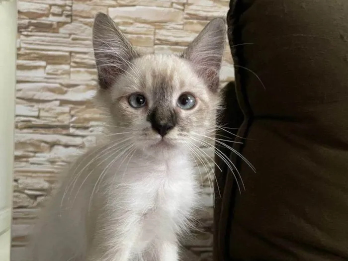 Gato ra a Srd idade 2 a 6 meses nome Luis