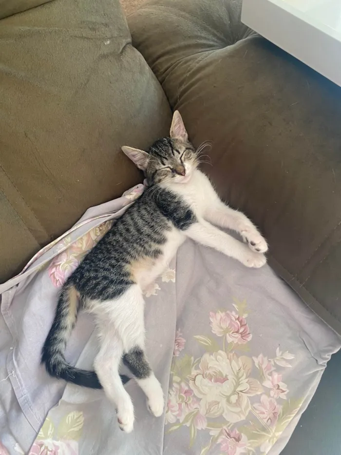 Gato ra a Srd idade 2 a 6 meses nome Maitê 