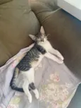 Maitê