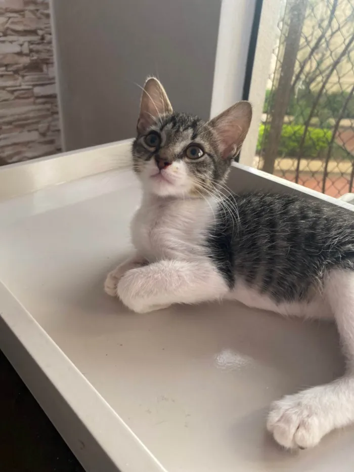 Gato ra a Srd idade 2 a 6 meses nome Maitê 