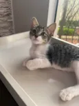 Maitê