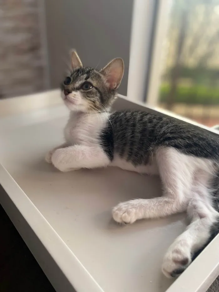 Gato ra a Srd idade 2 a 6 meses nome Maitê 