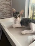 Maitê