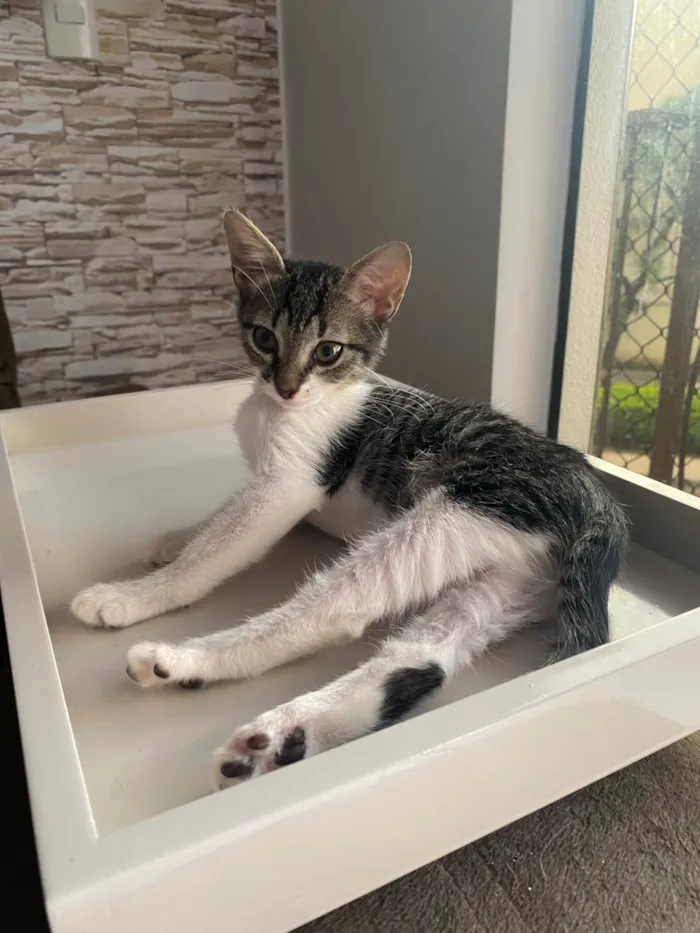 Gato ra a Srd idade 2 a 6 meses nome Maitê 