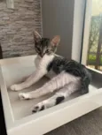 Maitê