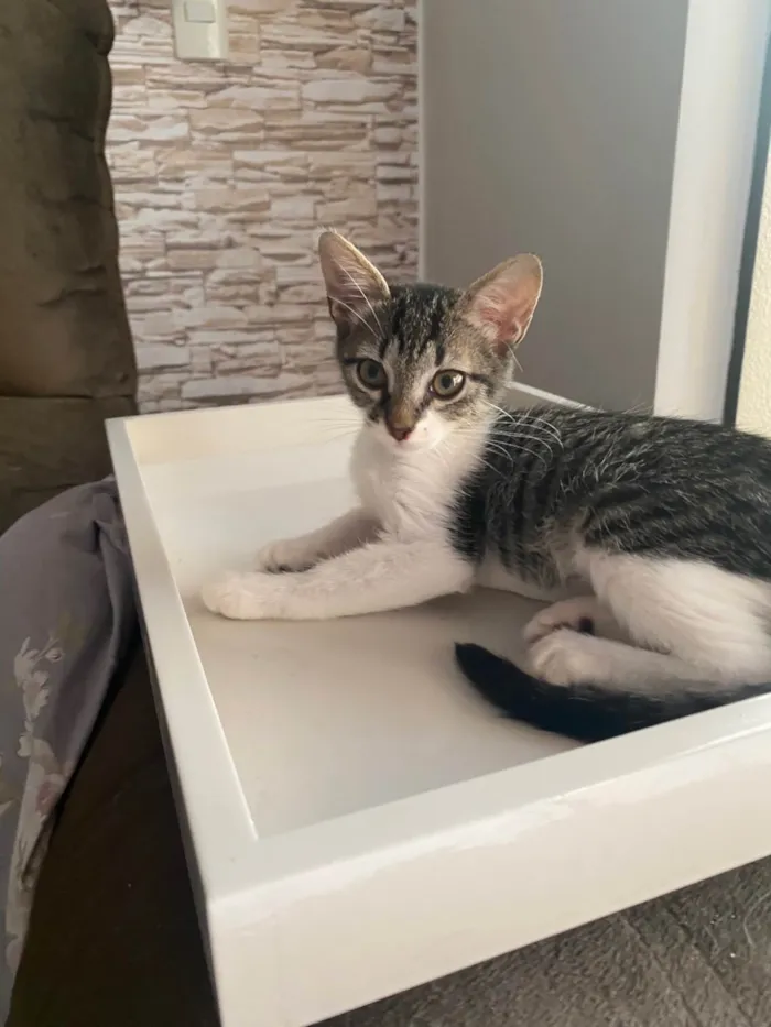 Gato ra a Srd idade 2 a 6 meses nome Maitê 