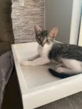 Maitê