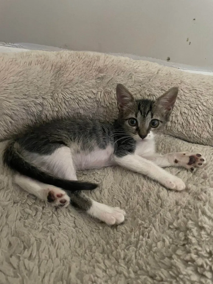Gato ra a Srd idade 2 a 6 meses nome Maitê 