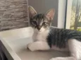 Maitê