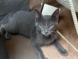 Gato raça SRD-ViraLata idade 2 a 6 meses nome Nino - Cinza