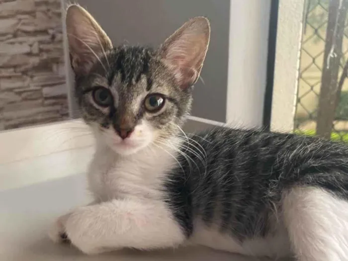 Gato ra a Srd idade 2 a 6 meses nome Maitê 