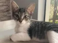 Maitê