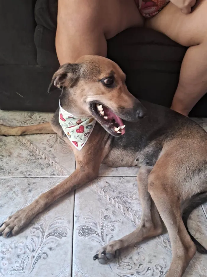 Cachorro ra a SRD-ViraLata idade 2 anos nome Duquesa