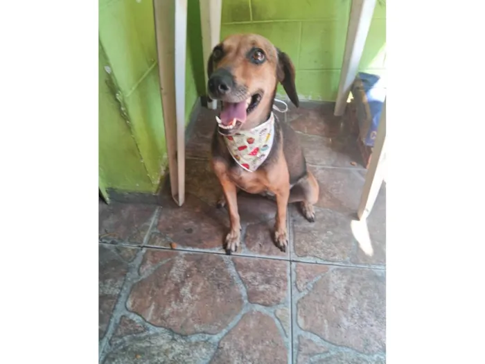 Cachorro ra a SRD-ViraLata idade 2 anos nome Duquesa