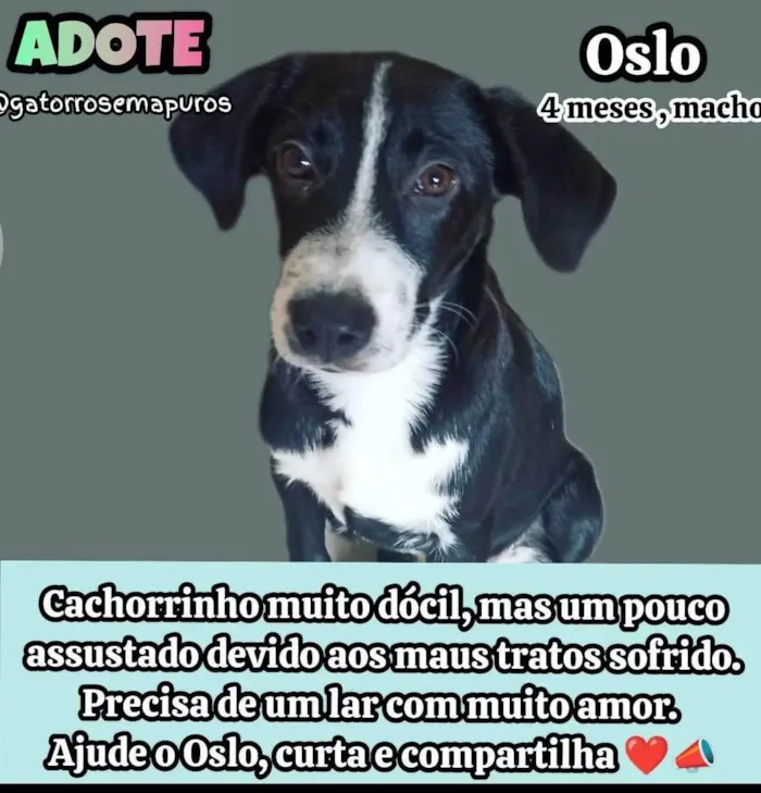 Cachorro ra a SRD-ViraLata idade 2 a 6 meses nome Oslo