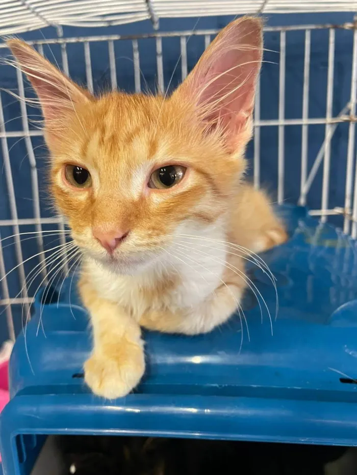 Gato ra a SRD-ViraLata idade 2 a 6 meses nome Laranjinha