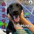Pretinha
