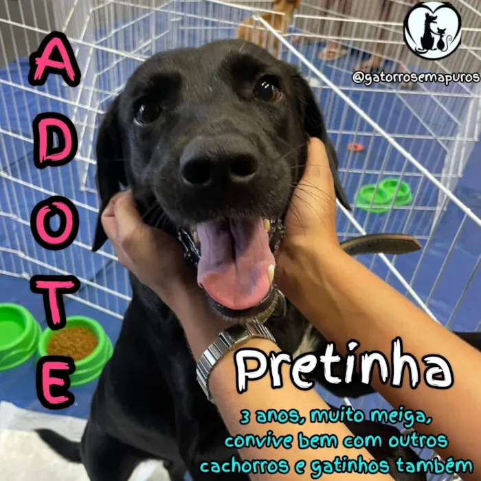 Cachorro ra a SRD-ViraLata idade 3 anos nome Pretinha