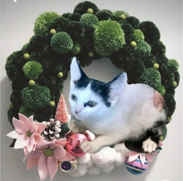 Gato ra a SRD-ViraLata idade 2 a 6 meses nome Mio  bb2meses Linda 