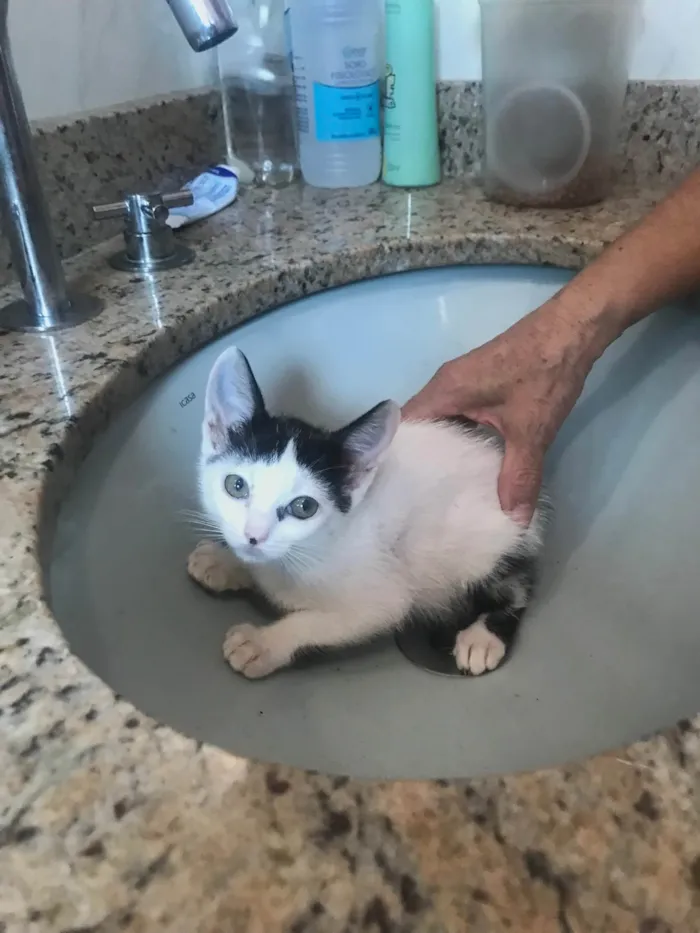Gato ra a SRD-ViraLata idade 2 a 6 meses nome Mio  bb2meses Linda 