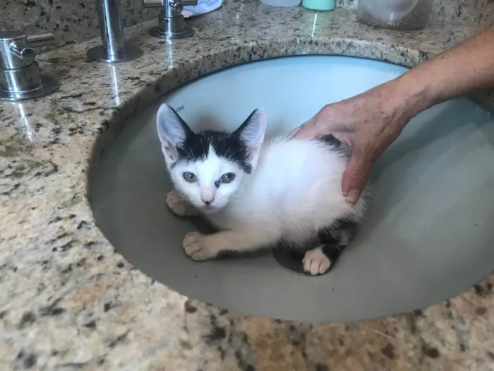 Gato ra a SRD-ViraLata idade 2 a 6 meses nome Mio  bb2meses Linda 