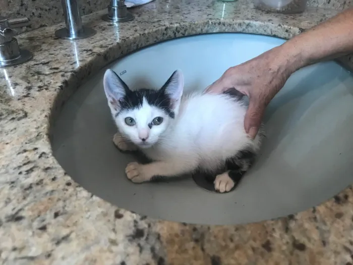 Gato ra a SRD-ViraLata idade 2 a 6 meses nome Mio  bb2meses Linda 