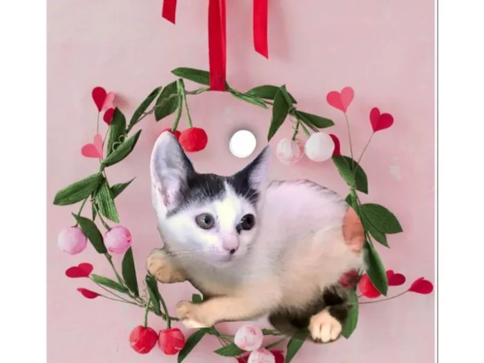 Gato ra a SRD-ViraLata idade 2 a 6 meses nome Mio  bb2meses Linda 
