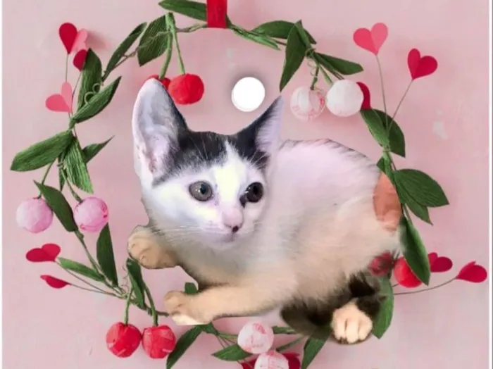 Gato ra a SRD-ViraLata idade 2 a 6 meses nome Mio  bb2meses Linda 