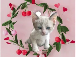 Gato raça SRD-ViraLata idade 2 a 6 meses nome Bubby bb2meses Linda 