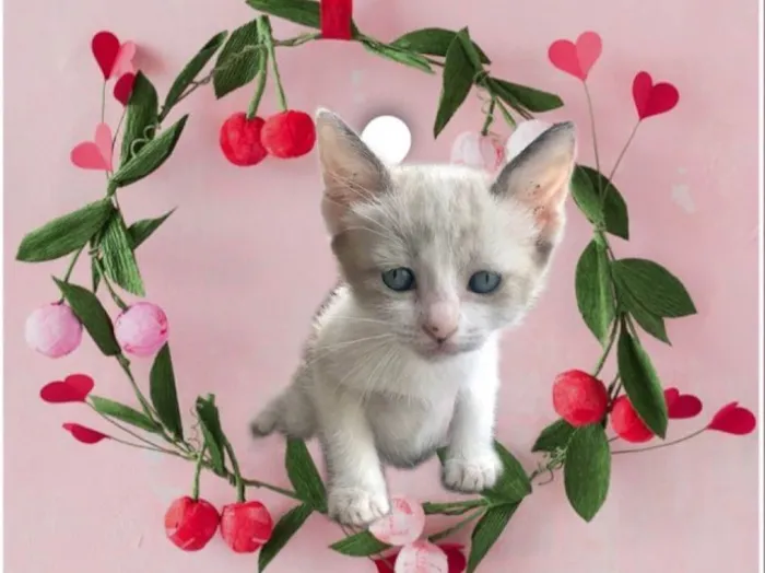Gato ra a SRD-ViraLata idade 2 a 6 meses nome Bubby bb2meses Linda 