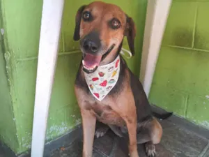 Cachorro raça SRD-ViraLata idade 2 anos nome Duquesa