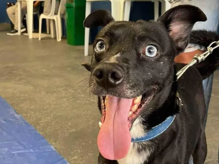 Cachorro ra a SRD-ViraLata idade 2 anos nome Blue