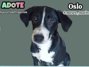 Cachorro raça SRD-ViraLata idade 2 a 6 meses nome Oslo
