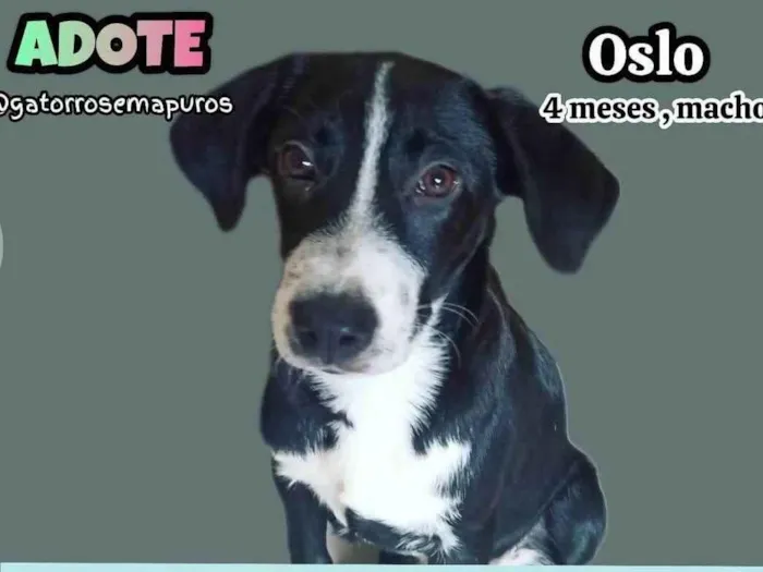 Cachorro ra a SRD-ViraLata idade 2 a 6 meses nome Oslo