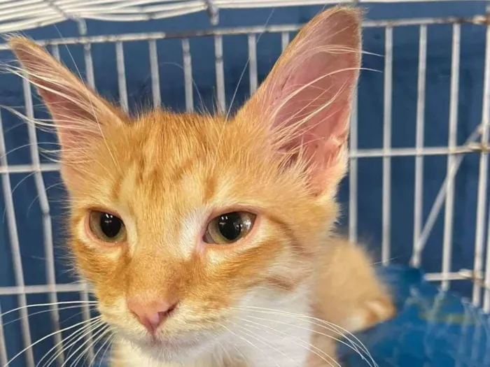Gato ra a SRD-ViraLata idade 2 a 6 meses nome Laranjinha