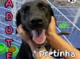 Pretinha